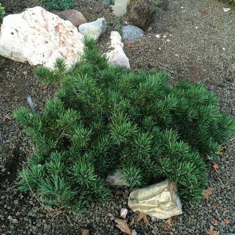 Borovice lesní Skjak, 15/20 cm, v květináči Pinus sylvestris Skjak